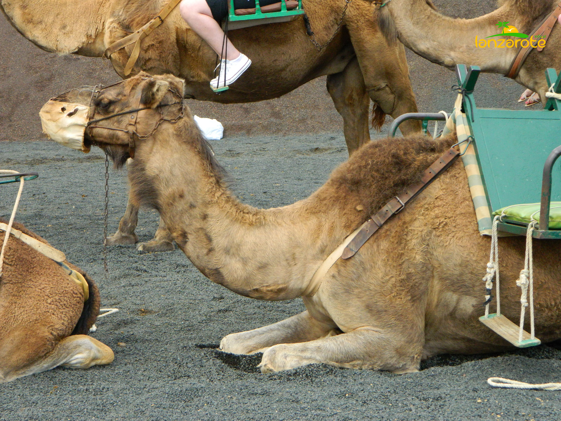 Wielbłądy w Parku Timanfaya